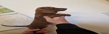 Miniature Dachshund chocolate brindle