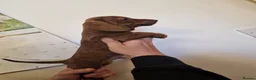 Miniature Dachshund dogs for sale: Miniature chocolate dapple black tan dachshund - Advert 29
