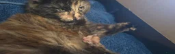 British Longhair cats for sale: Ginger and Tabby kitten for sale - Advert 2