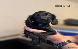 Cocker Spaniel dogs for sale: Beautiful cocker spaniel puppies ready now - Image 21