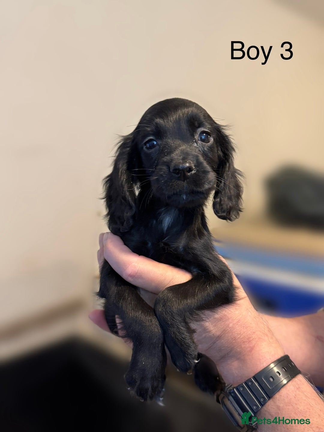Cocker Spaniel dogs for sale: Beautiful cocker spaniel puppies ready now - Image 21