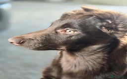 Australian Kelpie dogs for sale: 5 Month Old Australian Kelpie  - Image 7