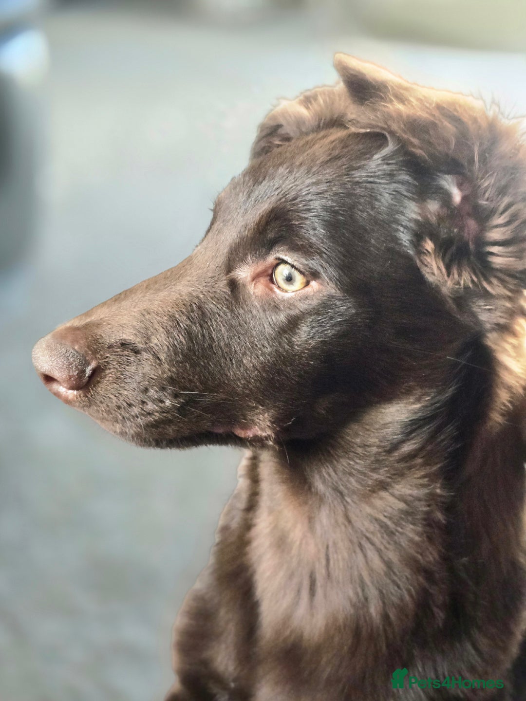 Australian Kelpie dogs for sale: 5 Month Old Australian Kelpie  - Image 7