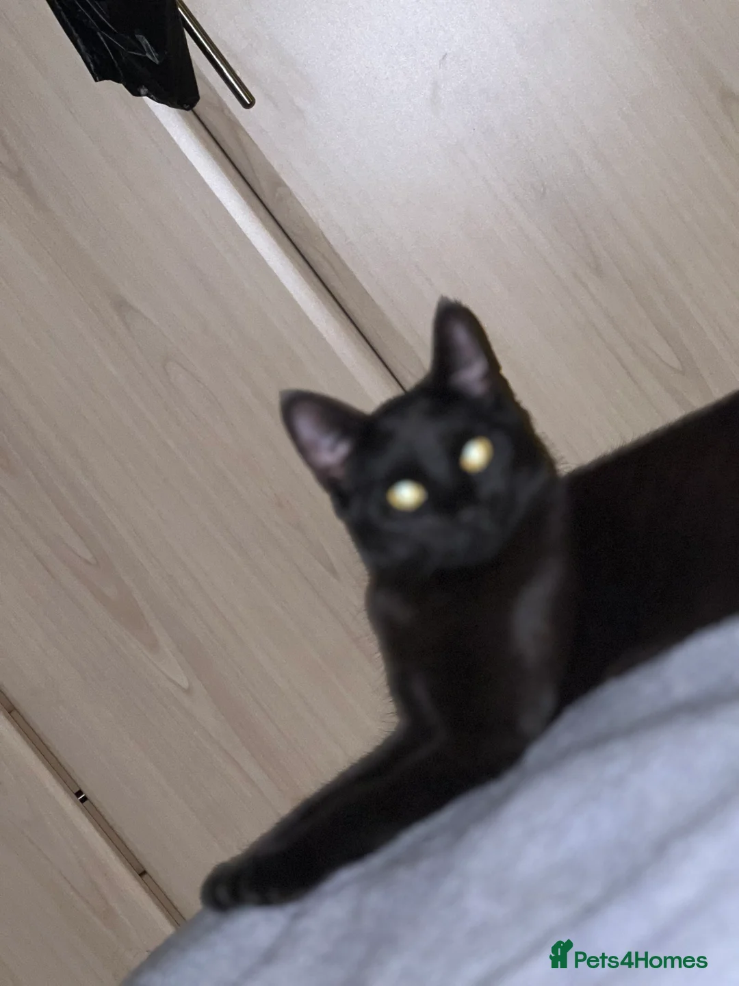 Mixed Breed cats for sale: Mytzy, a verry nice and triky girl 😊 in Wembley - Advert 2