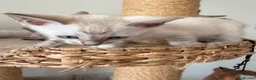 Bengal cats for sale: Blue-eyed Albinos Bengal Kittens, TICA-Active! 🏆 - Advert 11