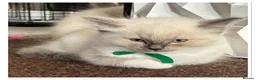 Ragdoll cats for sale: 6 cute pure breed Ragdoll kittens 2 boys 4 girls  - Advert 19