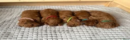 Cockapoo dogs for sale: Beautiful Cockapoo puppies, both parents DNAtested in Pontefract - Advert 4