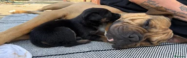 Mixed Breed 6