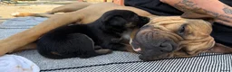 Mixed Breed dogs for sale: German Shepherd mix puppies  in Swansea - Advert 29