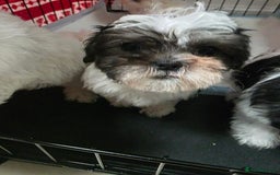 Malshi dogs for sale: Male Malshi Pups - Advert 7