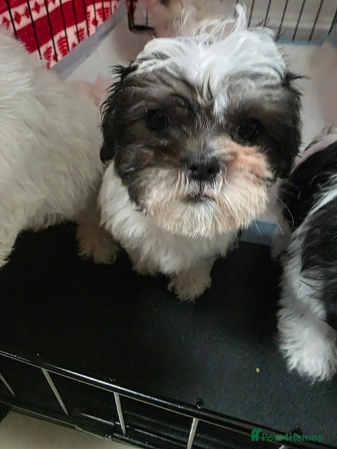 Malshi dogs for sale: Male Malshi Pups - Advert 7