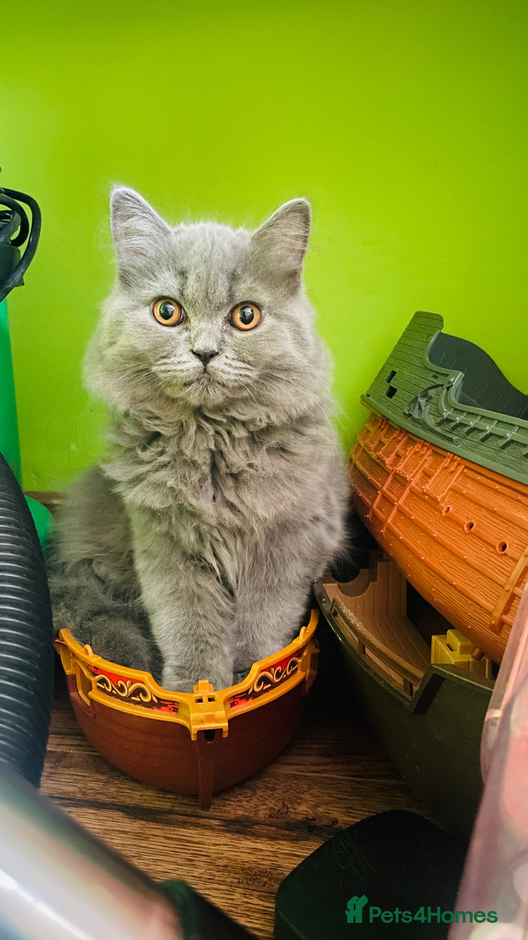 Scottish Fold cats for sale: Beautiful boy and girl looking for forever home ❤️ in Derby - Image 10