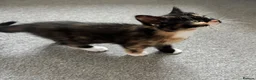 Mixed Breed cats for sale: Mixed RagdollxDomestic Long Hair Kittens in Hatfield - Advert 7
