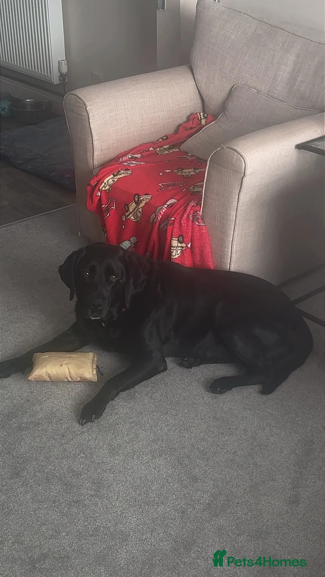 Springador dogs for sale: Labrador x Springer - 8 years old  - Advert 4