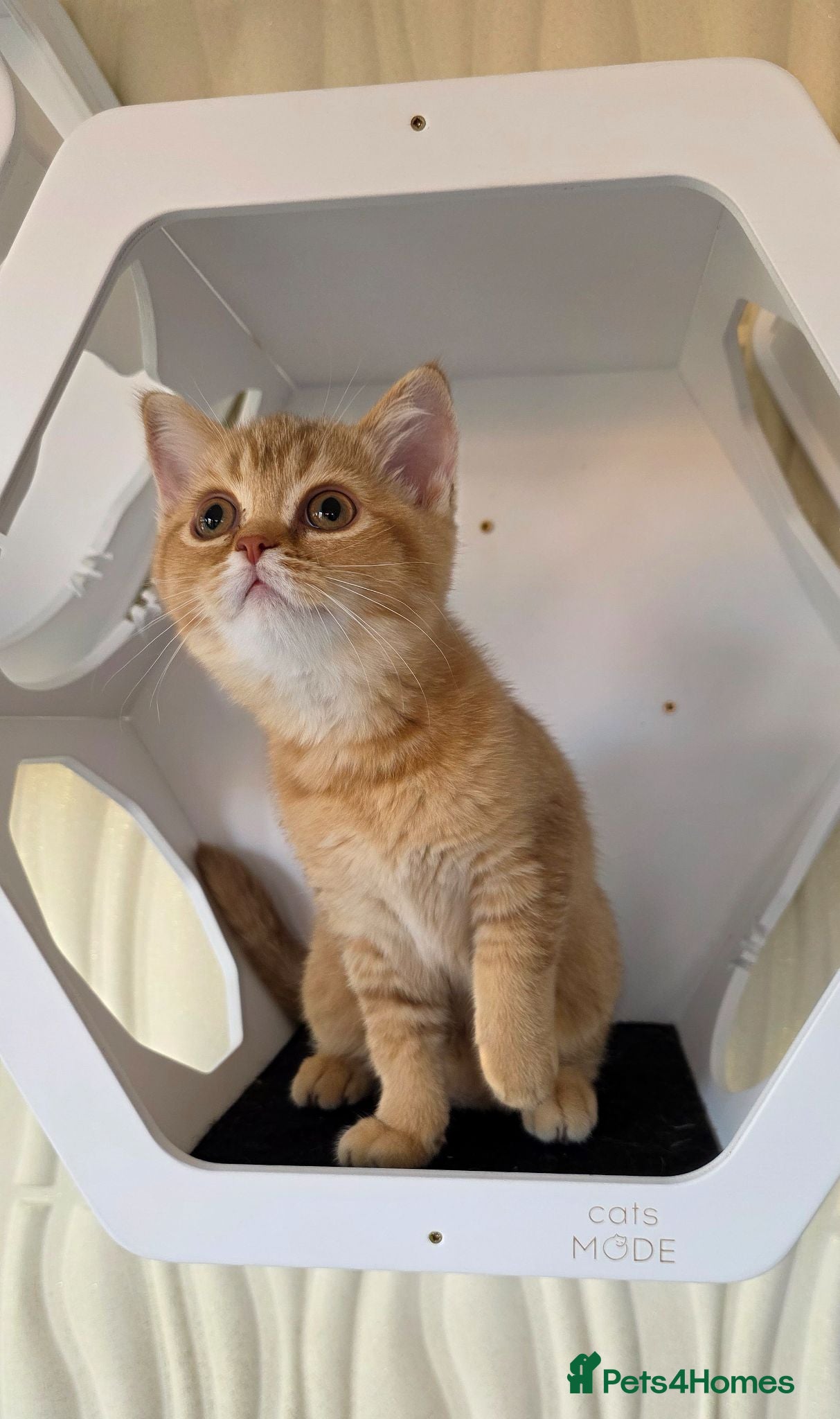 Scottish Fold cats Golden Cinnamon female - Advert 1