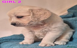 Golden Retriever dogs for sale: Show type Golden Retrievers health tested parents - Image 9