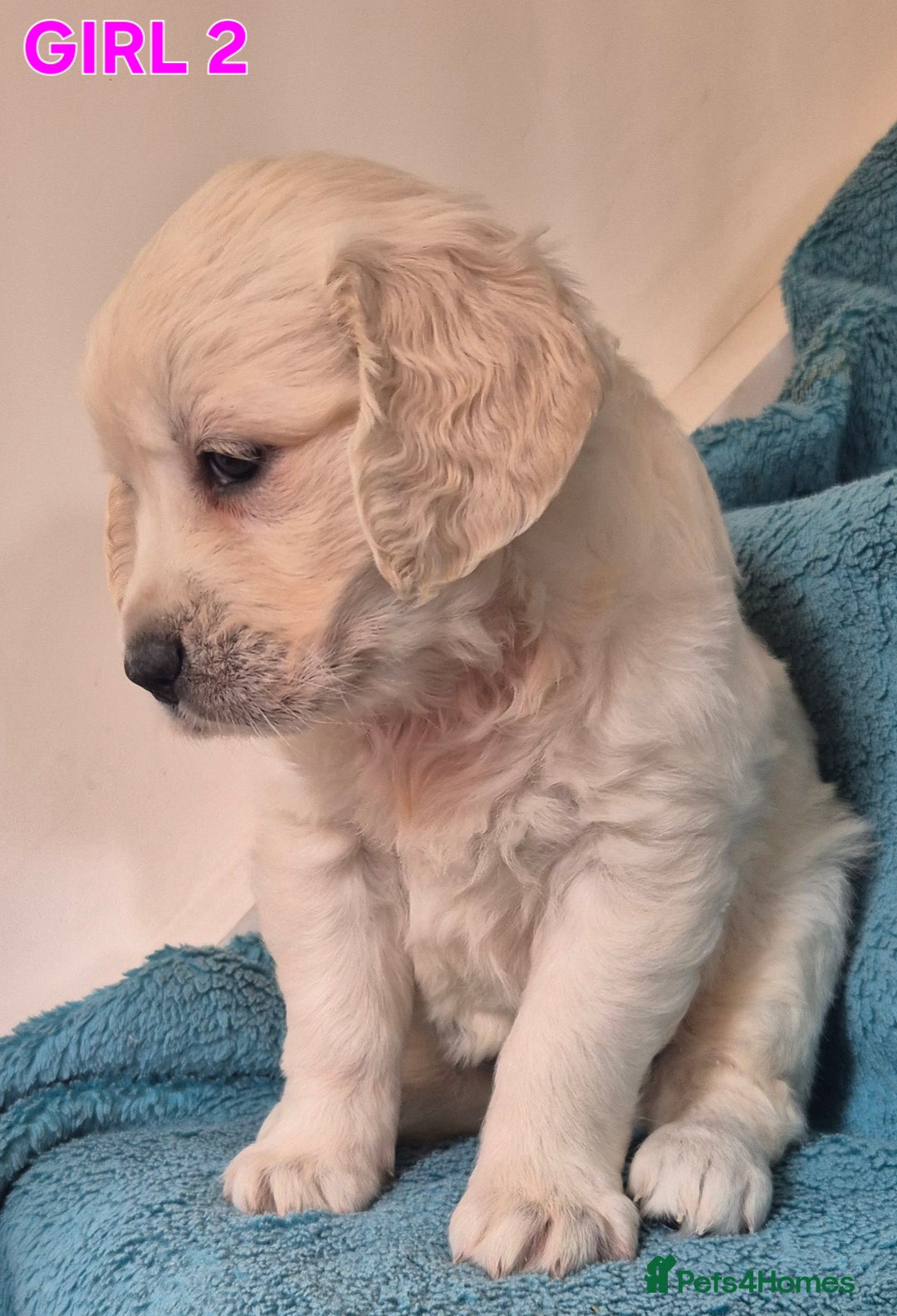 Golden Retriever dogs for sale: Show type Golden Retrievers health tested parents - Image 9