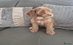 Cockapoo dogs for sale: F1 cockapoo - Ready Now - Image 15