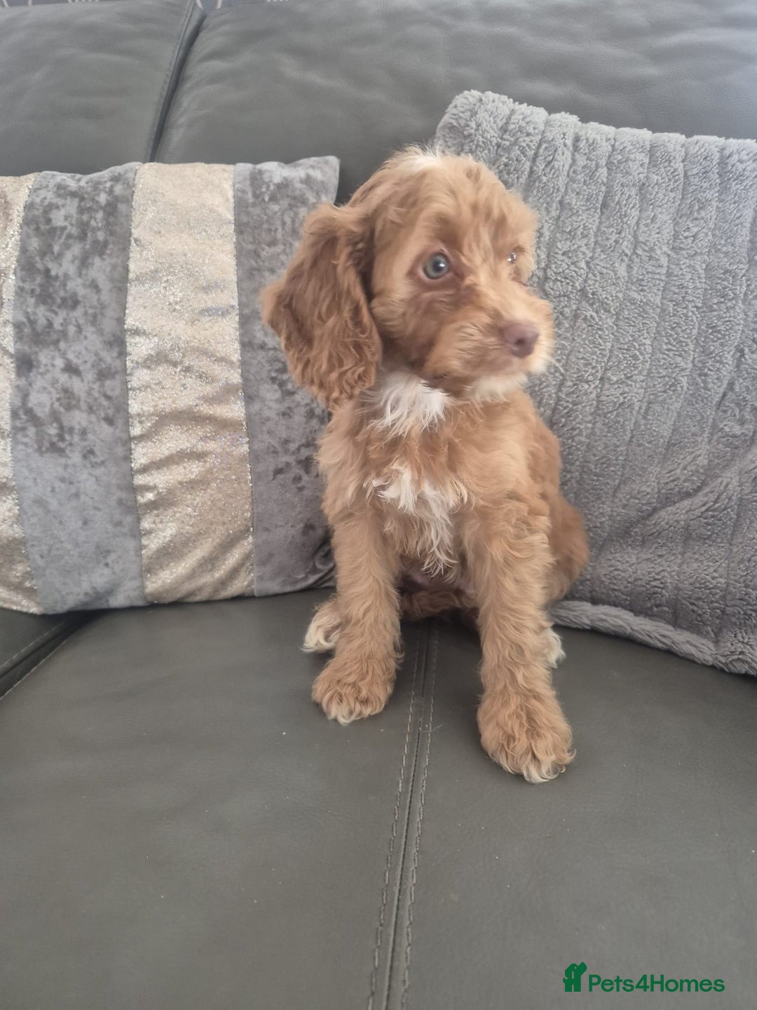 Cockapoo dogs for sale: F1 cockapoo - Ready Now - Image 15