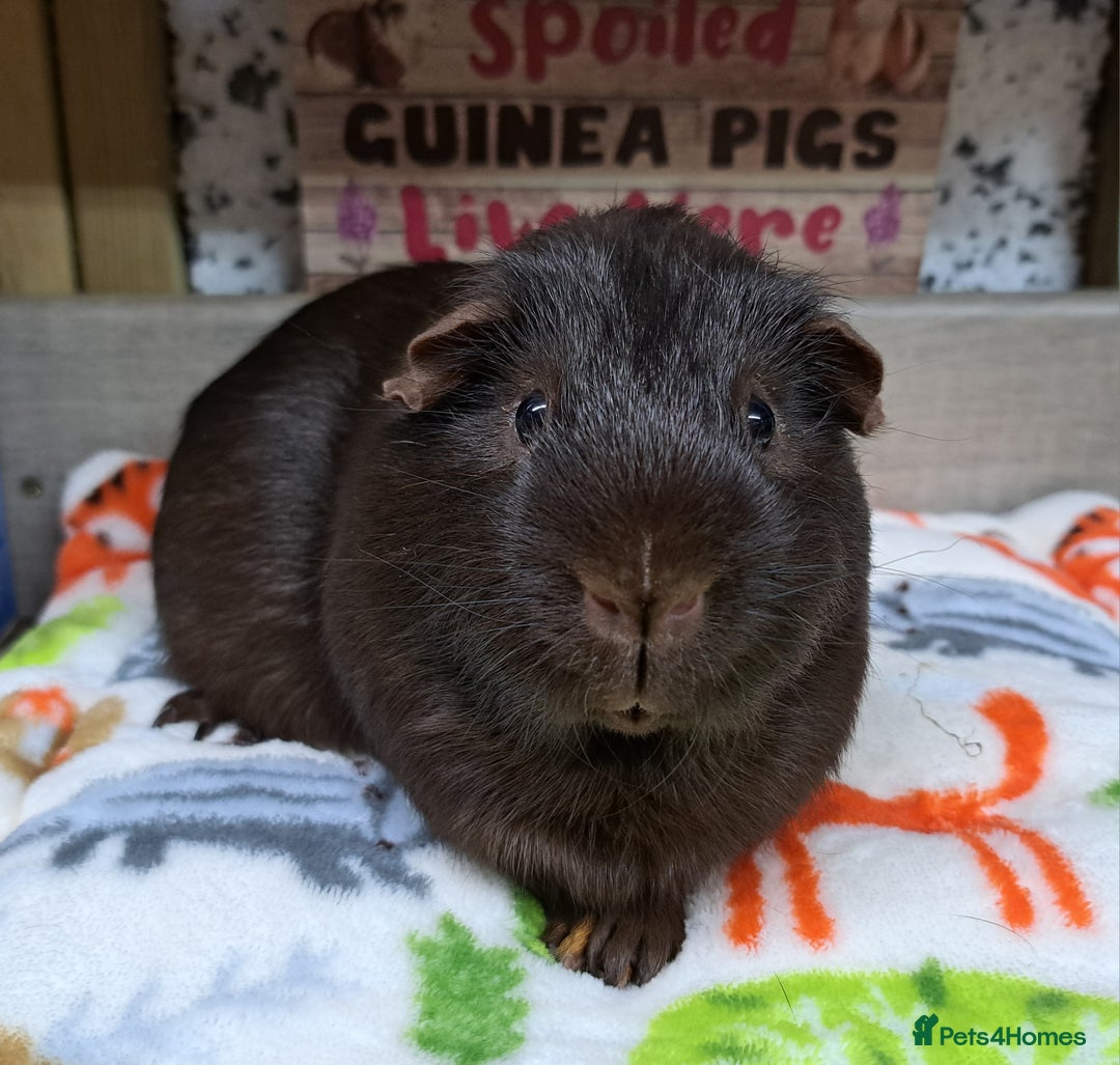 Guinea Pig rodents for sale: Two male guinea pigs - Leeds based - Advert 5