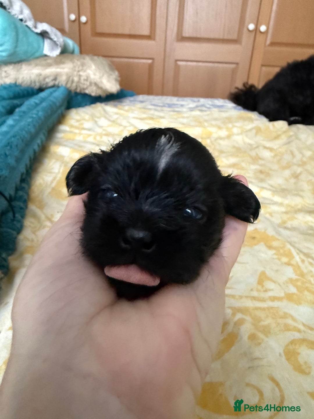 Shih Tzu dogs for sale: Two little boy Shih Tzu looking for their family - Advert 8