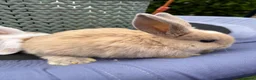 Mini Lop rabbits for sale: Pure breed Mini Lops  - Advert 15