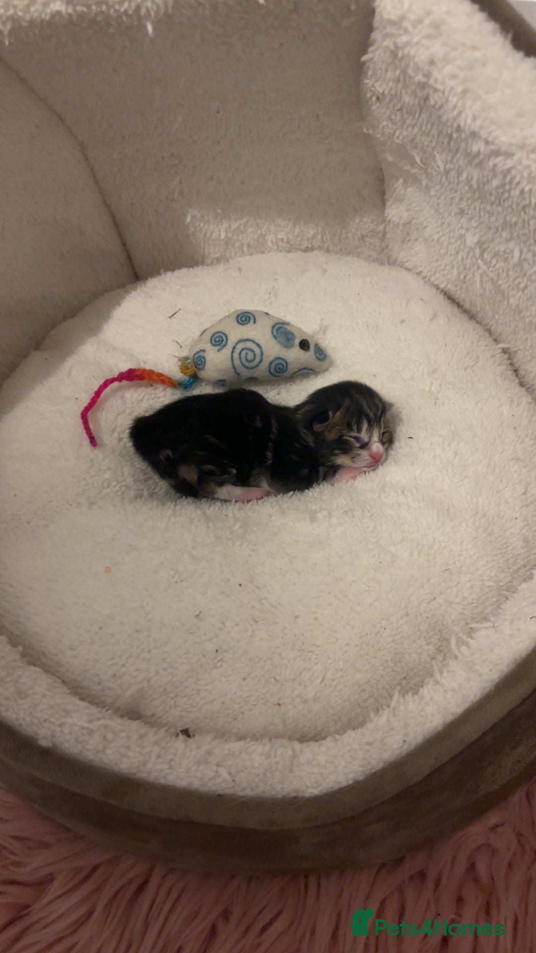 Mixed Breed cats for sale: 4 beautiful kittens for sale, available Halloween - Image 6