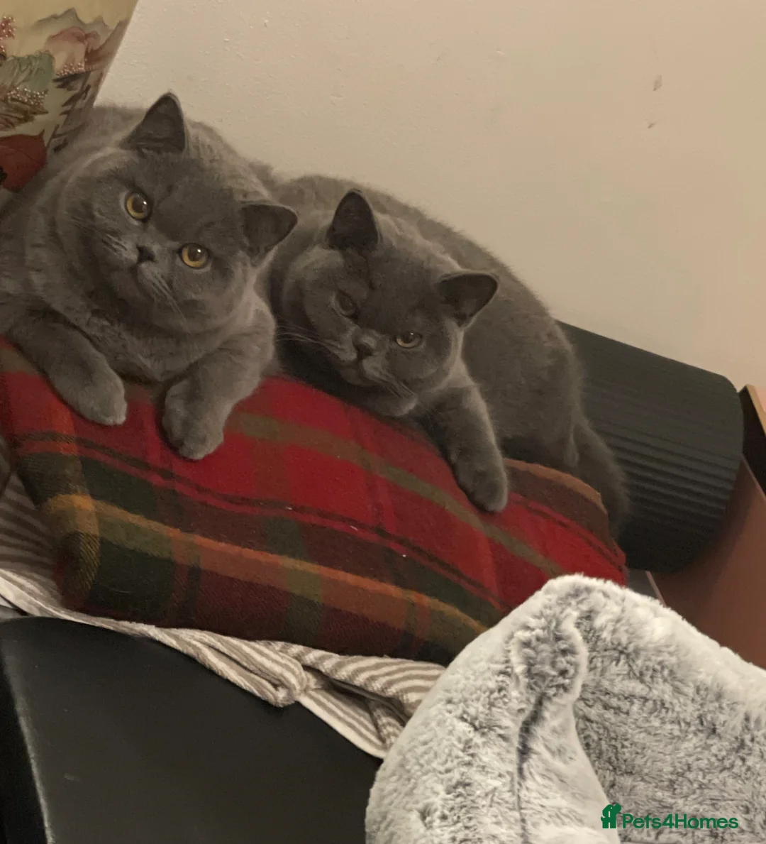 British Shorthair cats for sale: GORGEOUS BRITISH SHORTHAIR BLUE GCCF KITTENS - Advert 9