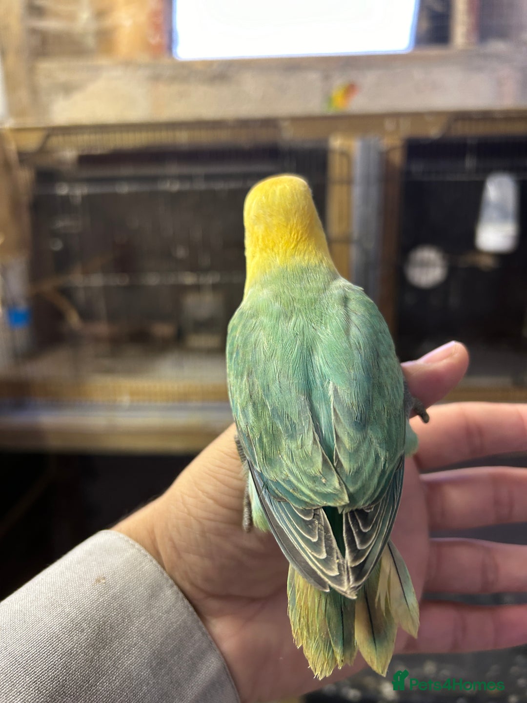 Lovebirds birds for sale: Mutations oplines Fishers lovebirds in Birmingham - Image 7