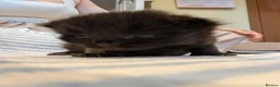 British Longhair cats for sale: *1 LEFT* British Longhair X Maine Coon Kittens - Advert 24