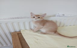Somali cats for sale: Somali Kittens - Image 1