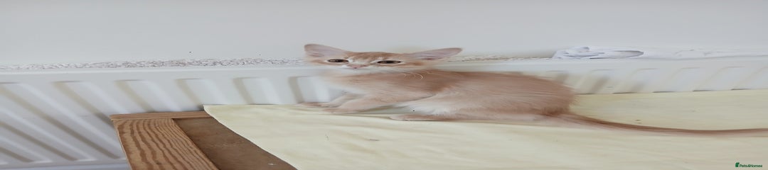 Somali Kitten 1
