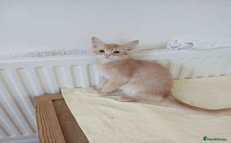 Somali cats - Advert 1
