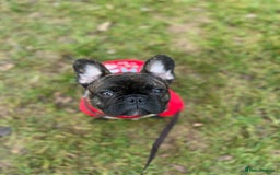 French Bulldog dogs for sale: French bulldog 1 year old  - Image 5