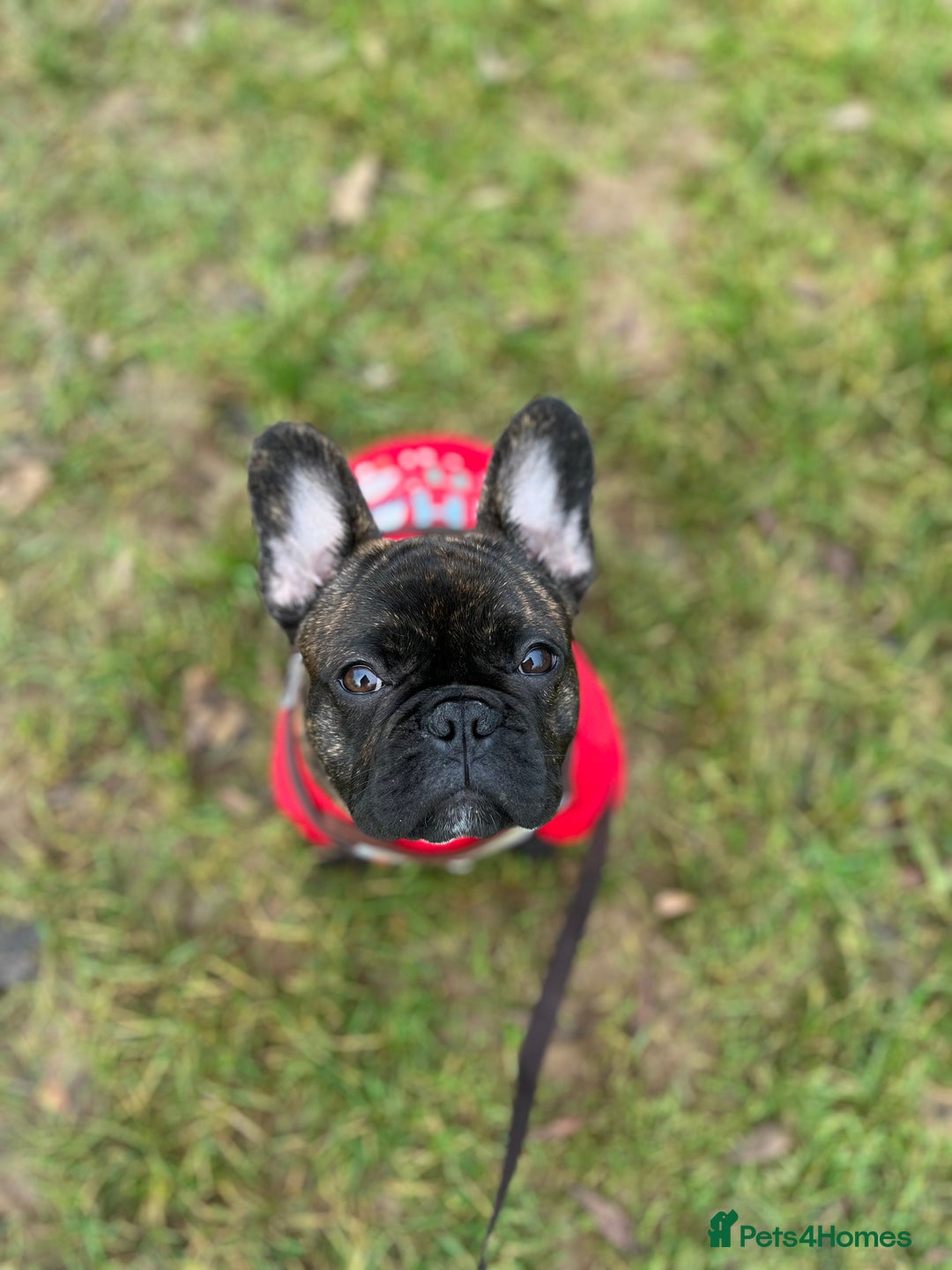 French Bulldog dogs for sale: French bulldog 1 year old  - Image 5