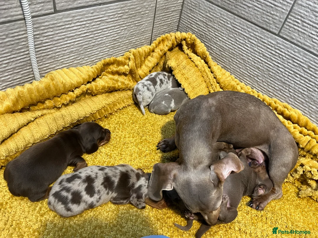 Dachshund dogs for sale: Kc miniature dachshund - Advert 5