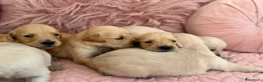 Golden Retriever 7