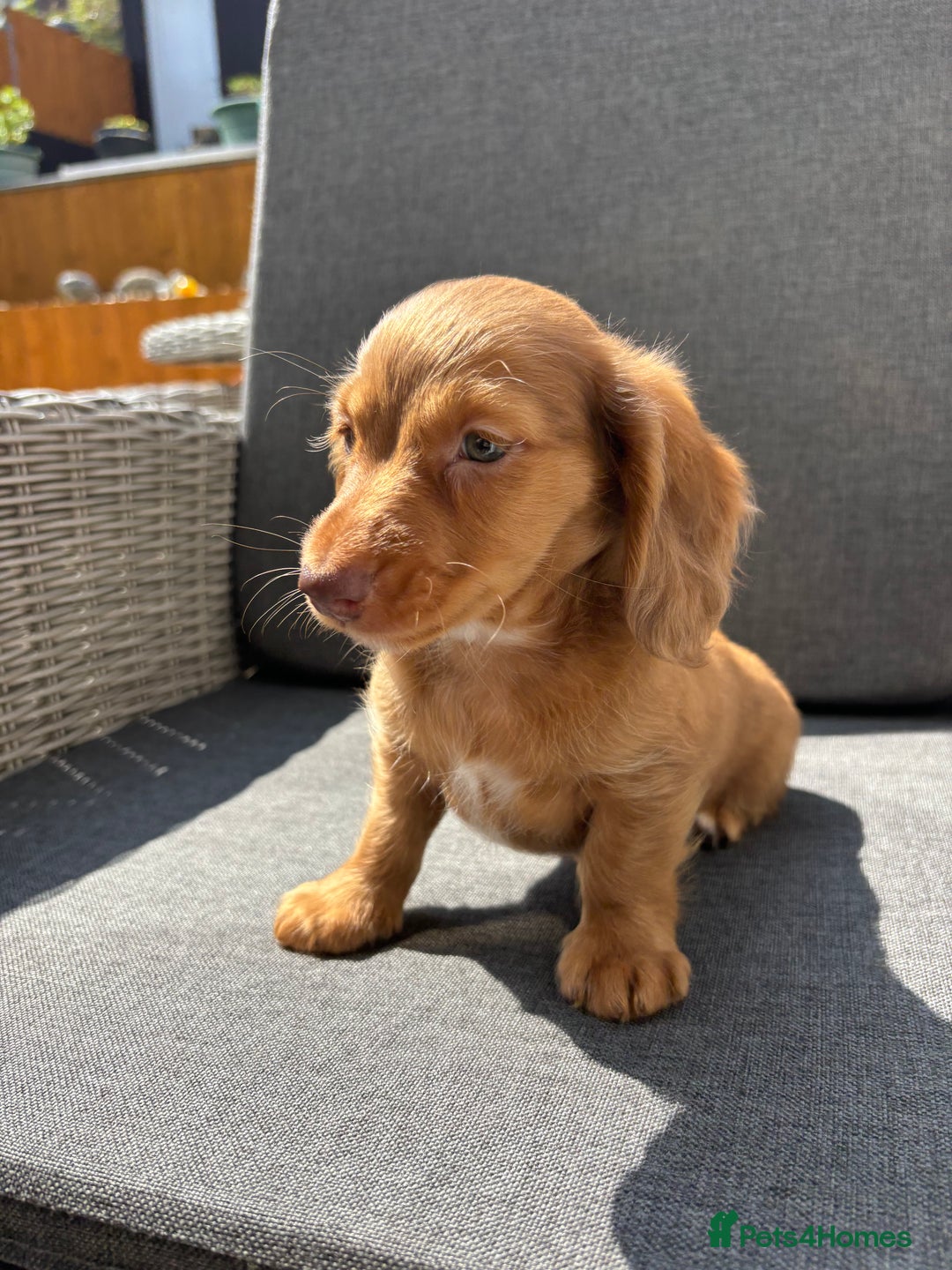 Miniature Dachshund dogs for sale: Dachshund puppies - Image 20