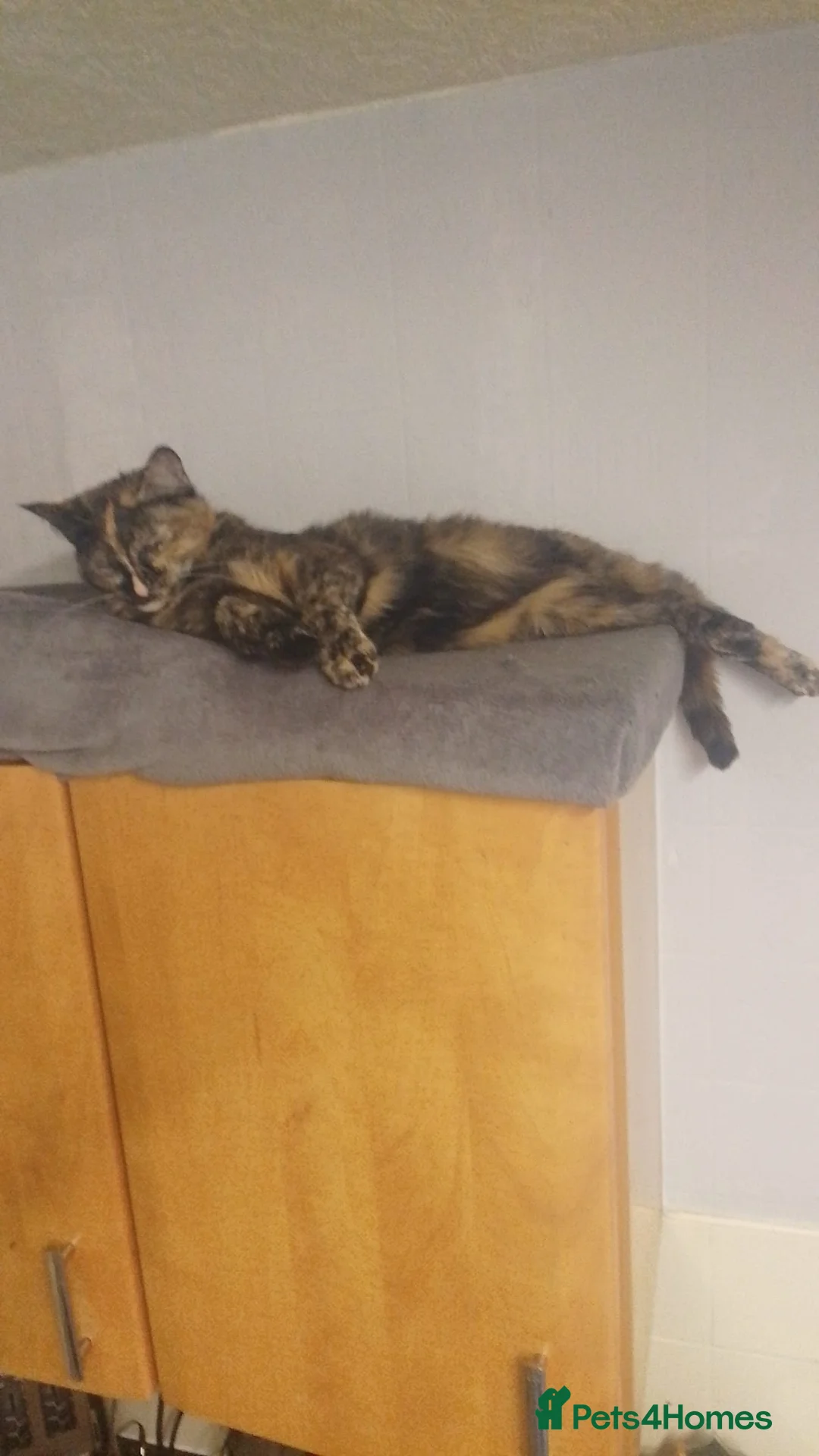 Mixed Breed cats for sale: 2 year old tortieshell female cat - Advert 2