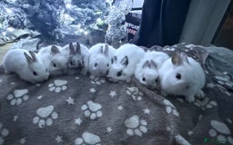 Netherland Dwarf rabbits for sale: 7 netherland dwarf baby bunnies  - Advert 13
