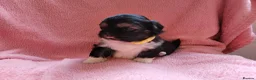 Lhasa Apso dogs for sale: Lhasa Apso — Ready to go! Beautiful Babies. - Advert 17
