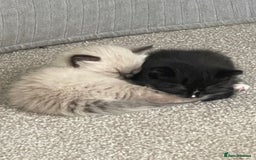 Mixed Breed cats for sale: 3 beautiful ragdoll cross  - Image 6