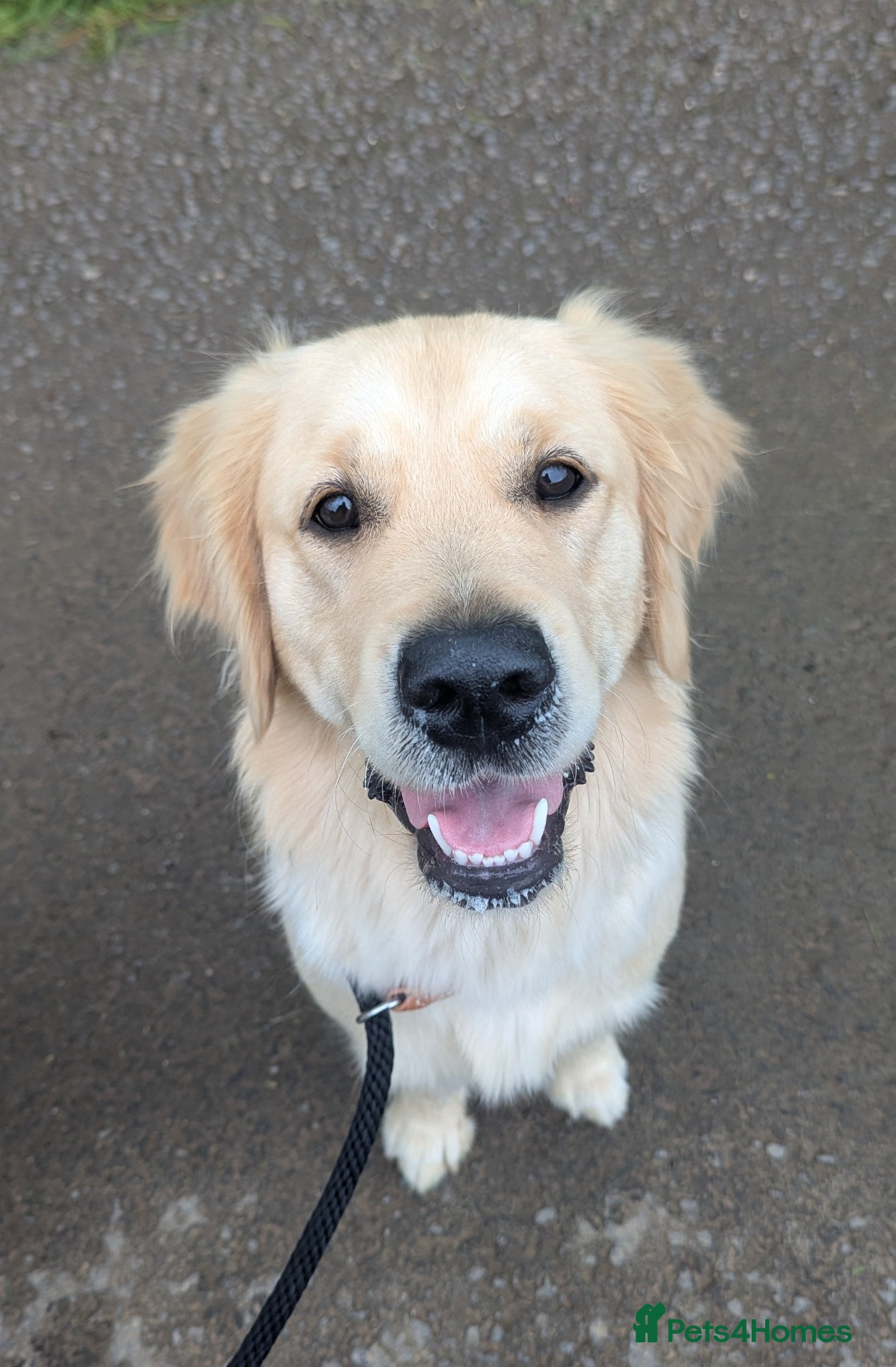 Golden Retriever dogs for sale: Gorgeous female golden retriever for rehome - Advert 1