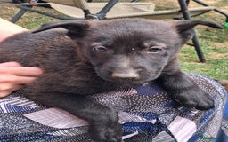 German Shepherd dogs for sale: Father and Mother  in Romford - Image 9
