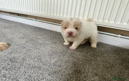 Shar Pei dogs for sale: Top quality bear coat sharpei  - Image 18