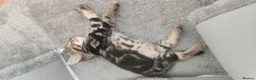 Mixed Breed cats for sale: Four beautiful kittens  - Advert 6