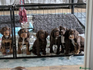 Cocker Spaniel dogs Chocolate/Chocolate Tan working cocker pups - Advert 3