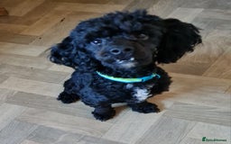 Cavapoo dogs for sale: Male 12 month old cavapoo - Advert 3