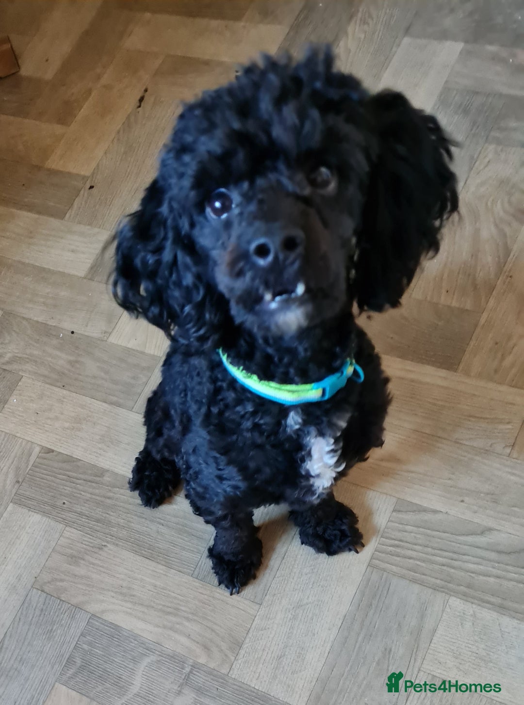 Cavapoo dogs for sale: Male 12 month old cavapoo - Advert 3