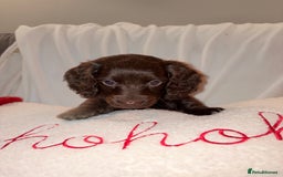 Mixed Breed dogs for sale: Daxipoo - Image 4